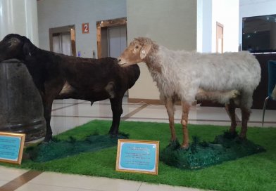 🐏 Симпозиуми байналмилалии илмию амалӣ оид ба гӯсфанди ҳисорӣ оғоз ёфт