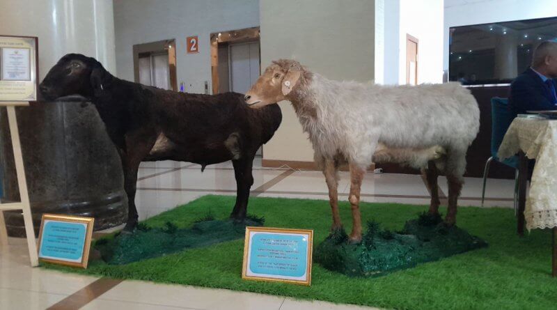 🐏 Симпозиуми байналмилалии илмию амалӣ оид ба гӯсфанди ҳисорӣ оғоз ёфт