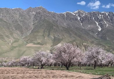 Дар ноҳияи Тоҷикобод Боғи интенсивии «35-солагии Истиқлолият» таъсис дода мешавад Дар ноҳияи Тоҷикобод Боғи интенсивии «35-солагии Истиқлолият» таъсис дода мешавад