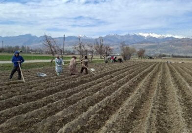 Кишоварзони шаҳри Панҷакент дар 2500 гектар картошкаи барвақтӣ кишт менамоянд Кишоварзони шаҳри Панҷакент дар 2500 гектар картошкаи барвақтӣ кишт менамоянд